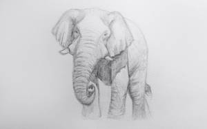 Как нарисовать слона