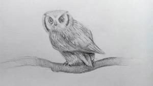 Как нарисовать сову