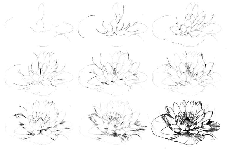 Как нарисовать цветок