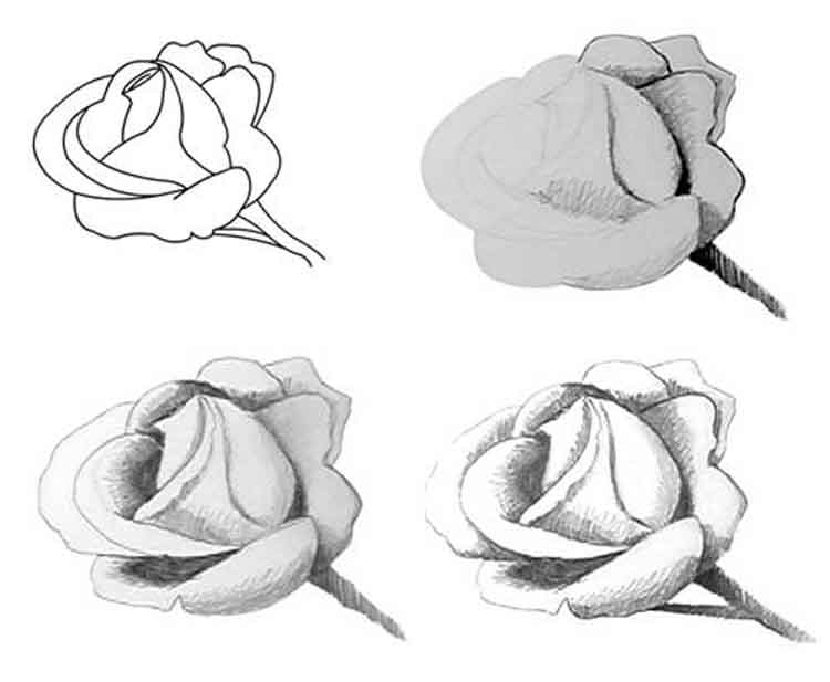 Как нарисовать жарки цветы поэтапно