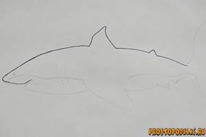 Как нарисовать акулу