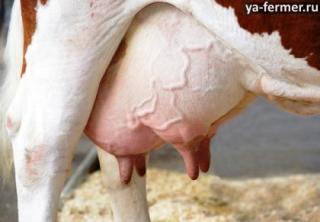 Как доить корову
