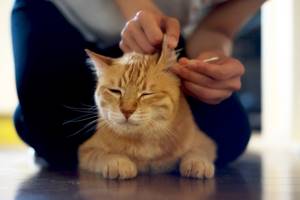 Как почистить уши кошке