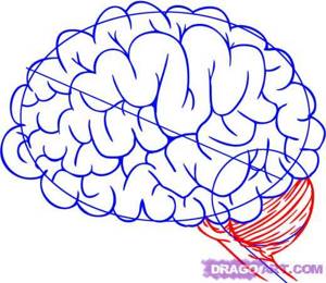 Как нарисовать мозг поэтапно