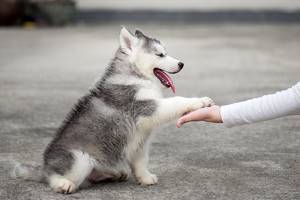 Как научить собаку давать лапу
