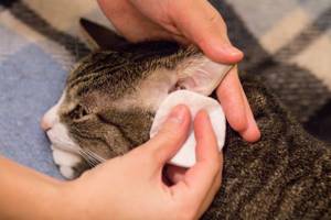 Как почистить уши кошке