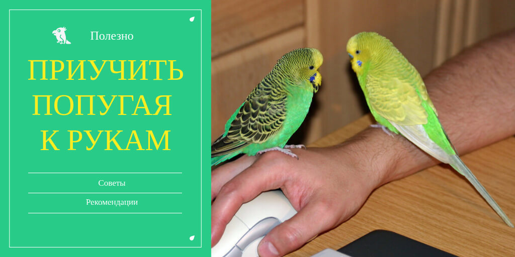 Попугай выкормыш. Как приручить попугая к рукам. Волнистый попугай на руке. Приручение волнистого попугая к рукам. Дрессированные волнистые попугаи.