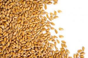 Как прорастить пшеницу в домашних условиях