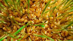 Как прорастить пшеницу в домашних условиях