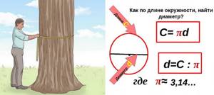 Как определить возраст дерева