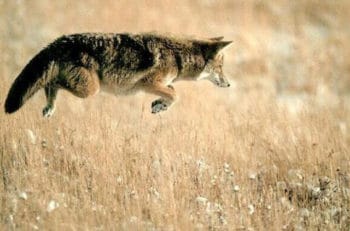 Как охотиться на койота