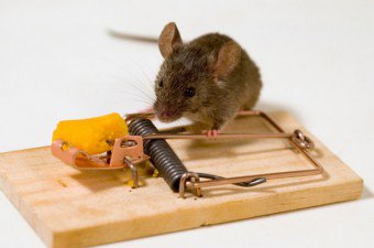Как поймать мышь не убивая ее