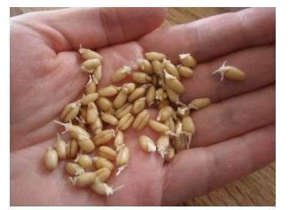 Как выжать сок из ростков пшеницы